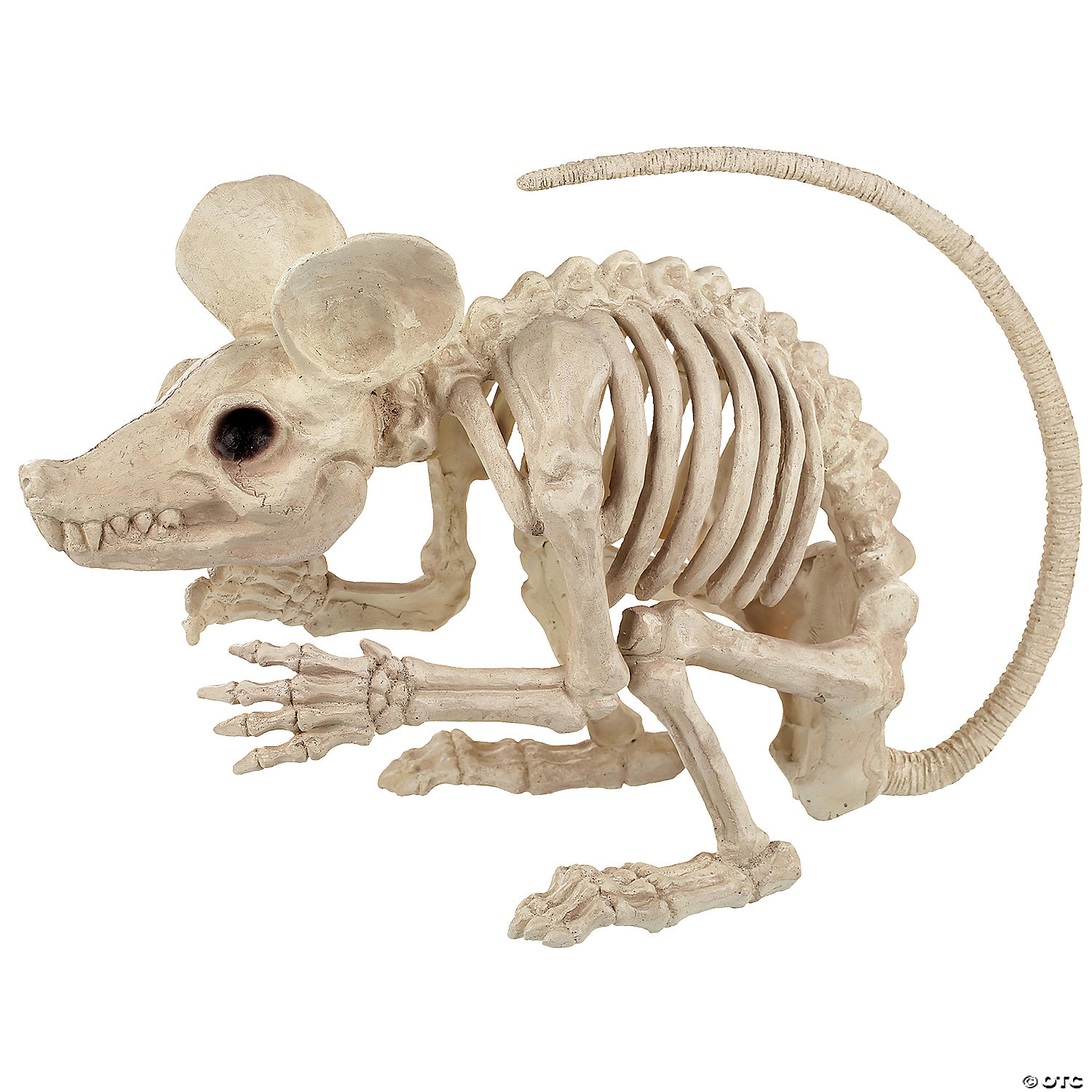Скелет песчанки