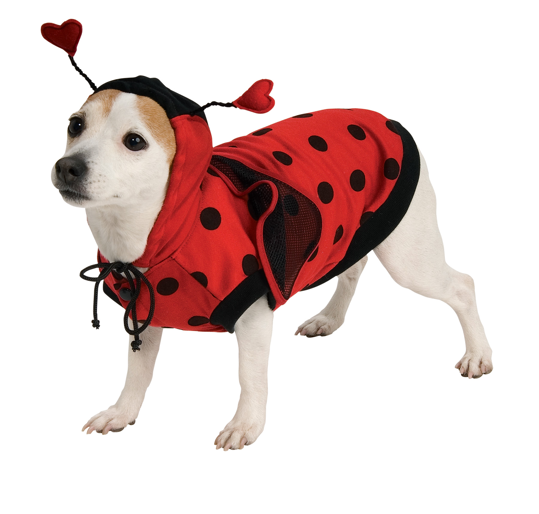 Pet Ladybug Costume - CostumePub.com